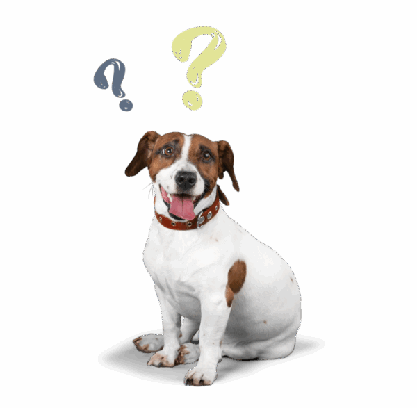 Passwort vergessen Hund