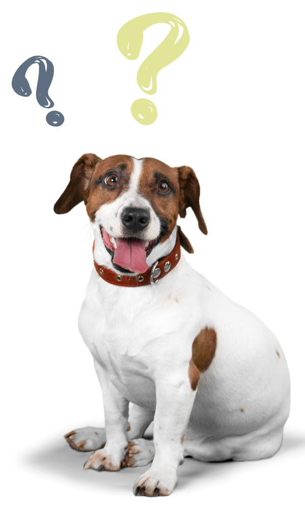 Hund